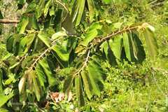 Pterospermum canescens